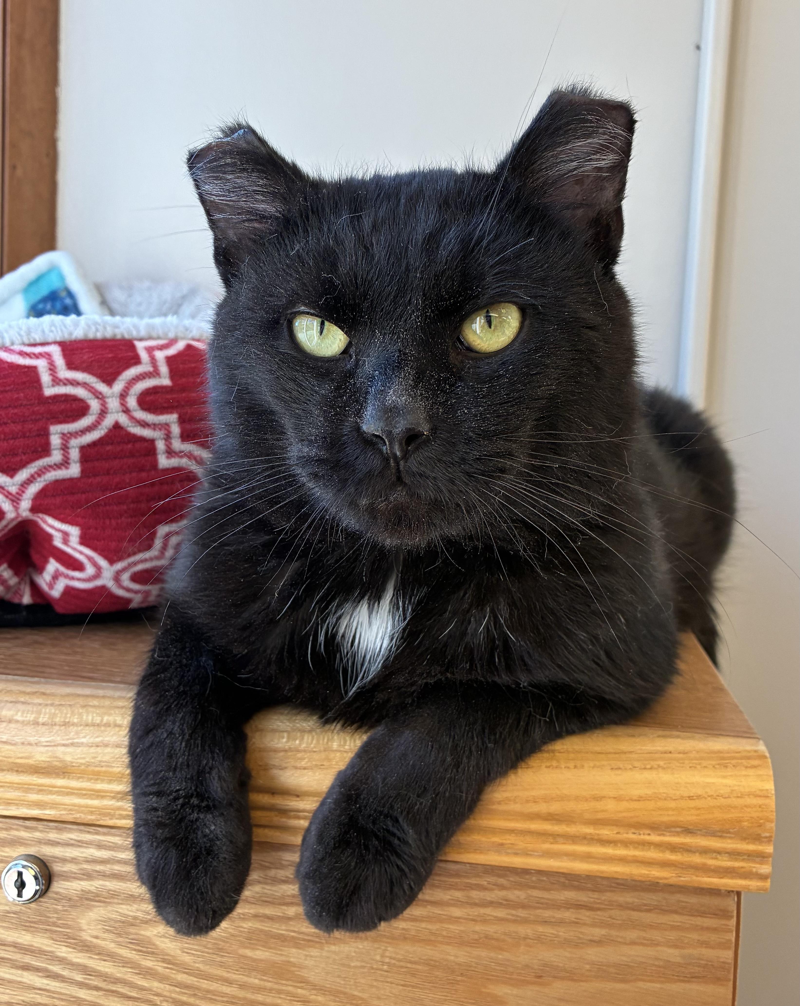 Enlarge Frostbite, a Adoptable Domestic Short Hair in Breinigsville, PA image 2/4