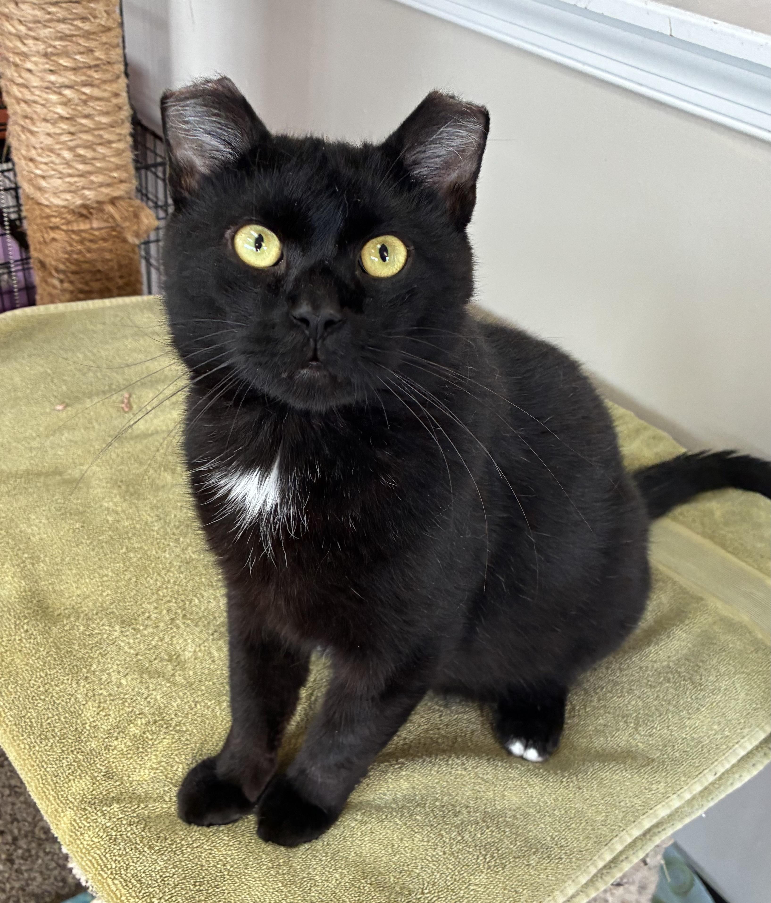 Enlarge Frostbite, a Adoptable Domestic Short Hair in Breinigsville, PA image 1/4