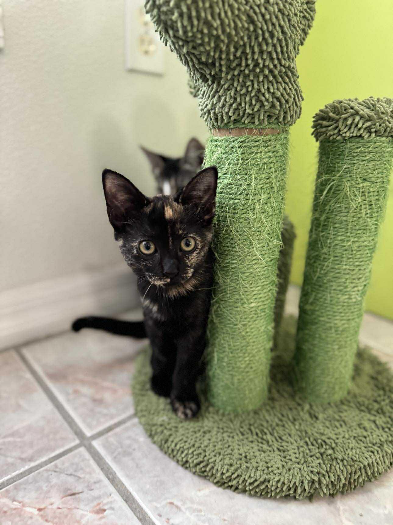Jenga, a Adoptable Domestic Short Hair in Myakka City, FL image 4/6