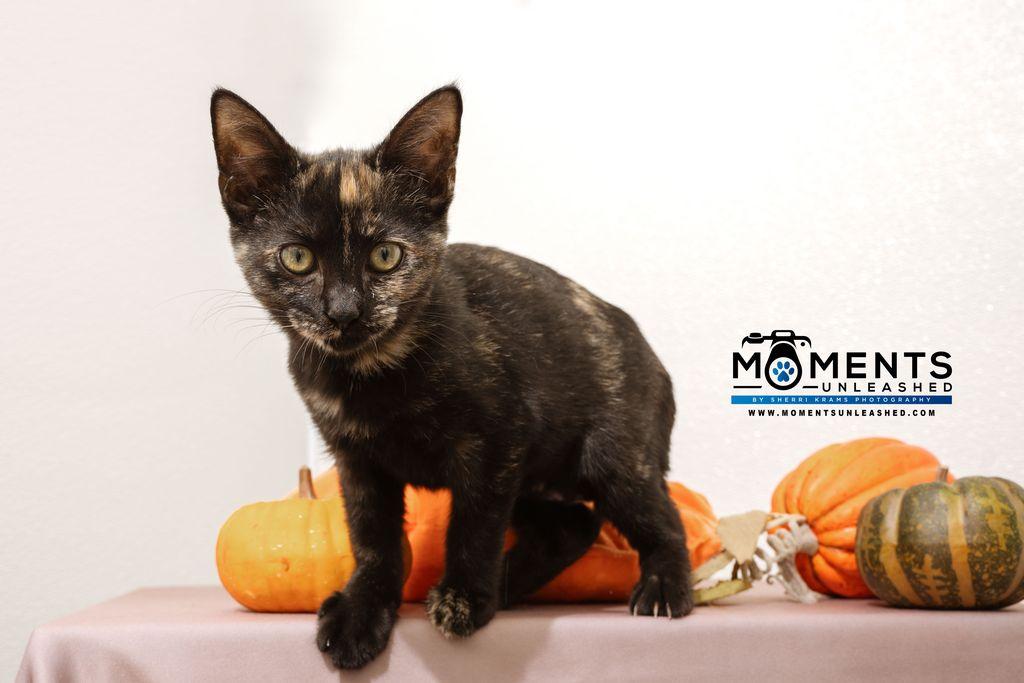 Jenga, Adoptable, Kitten Female Domestic Short Hair.