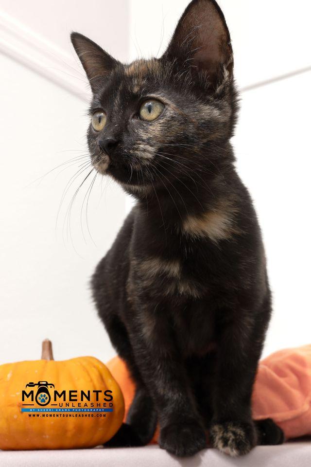 Jenga, a Adoptable Domestic Short Hair in Myakka City, FL image 3/6