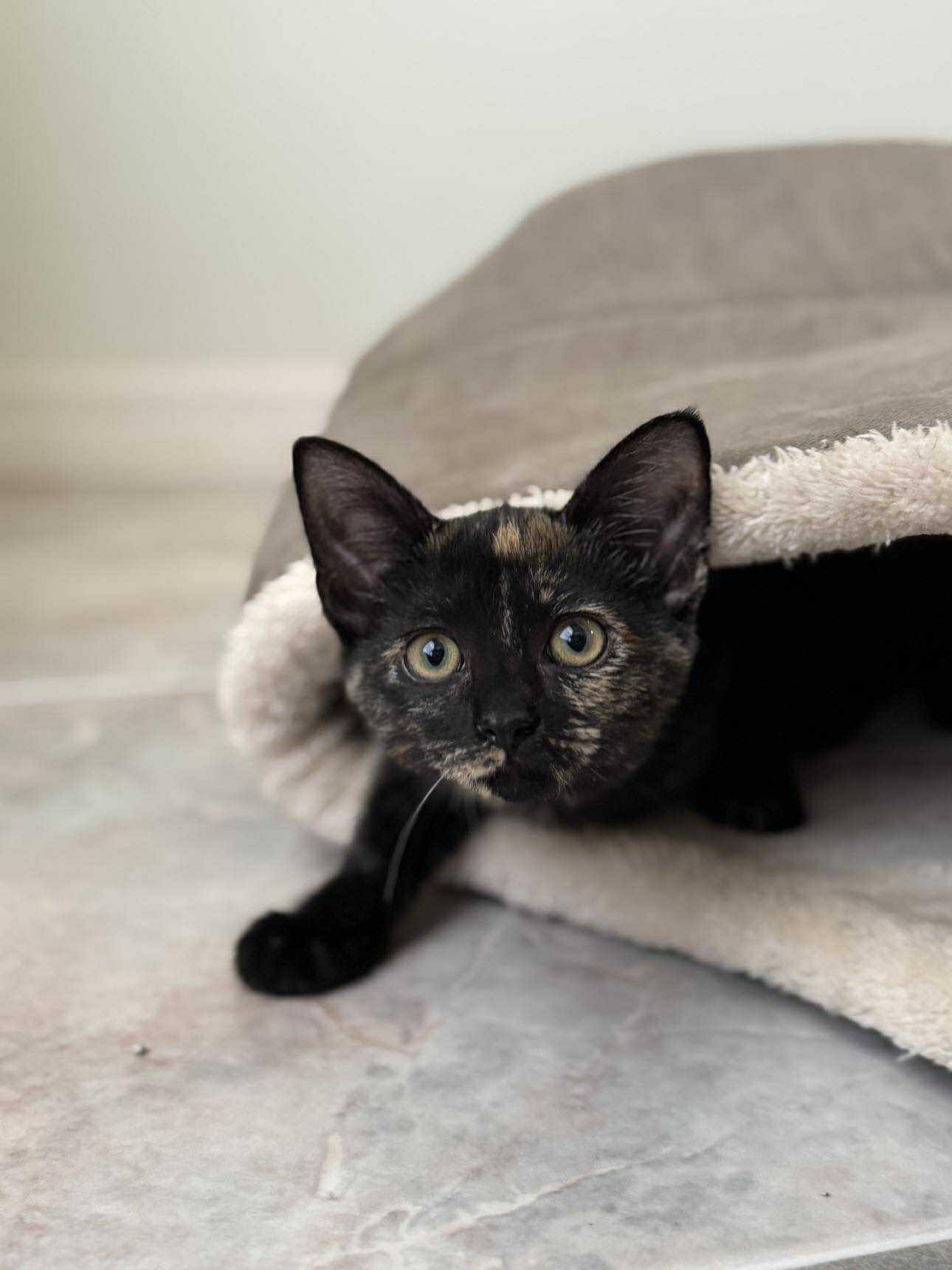 Jenga, a Adoptable Domestic Short Hair in Myakka City, FL image 5/6