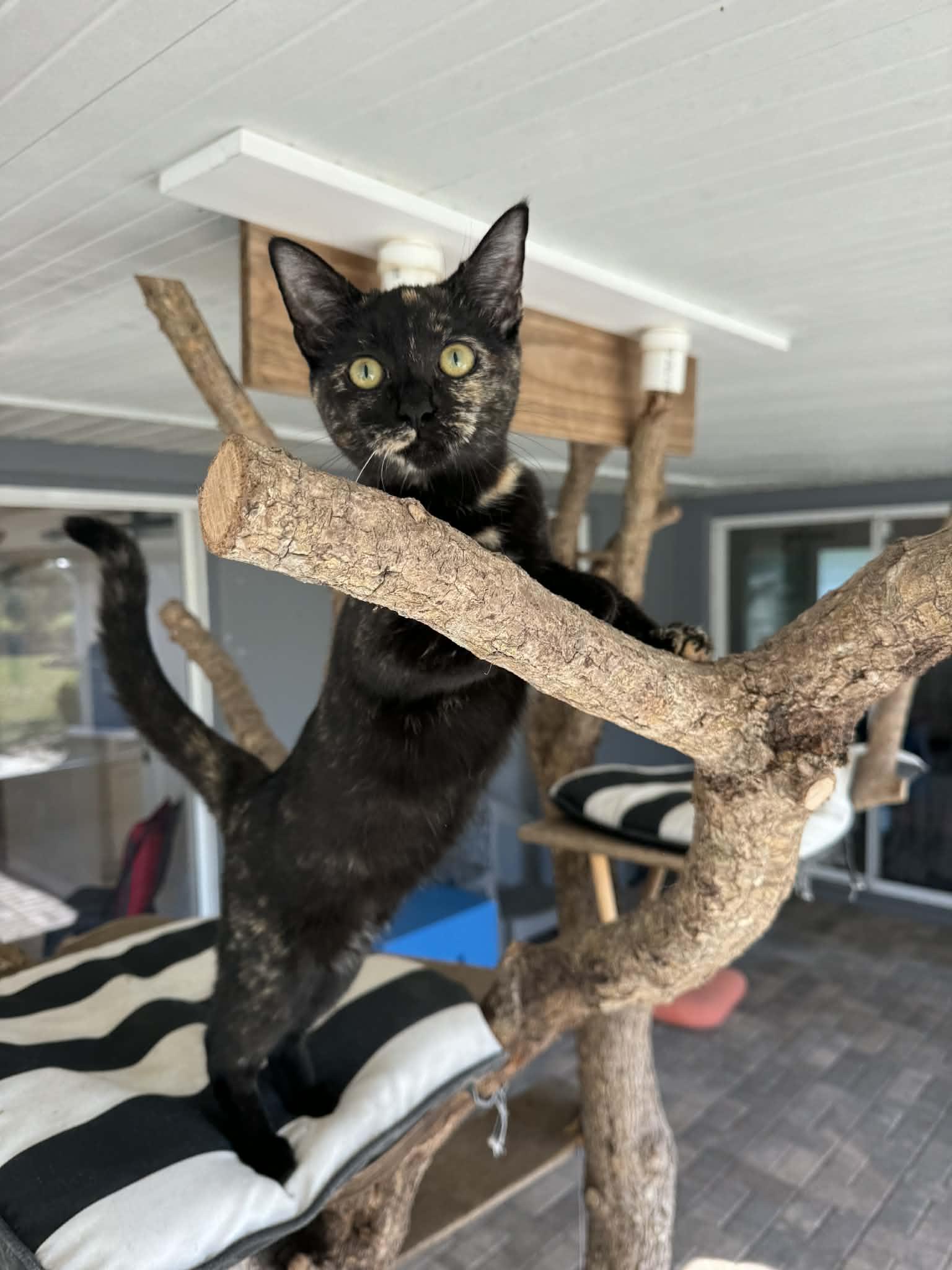 Jenga, Adoptable, Kitten Female Domestic Short Hair.