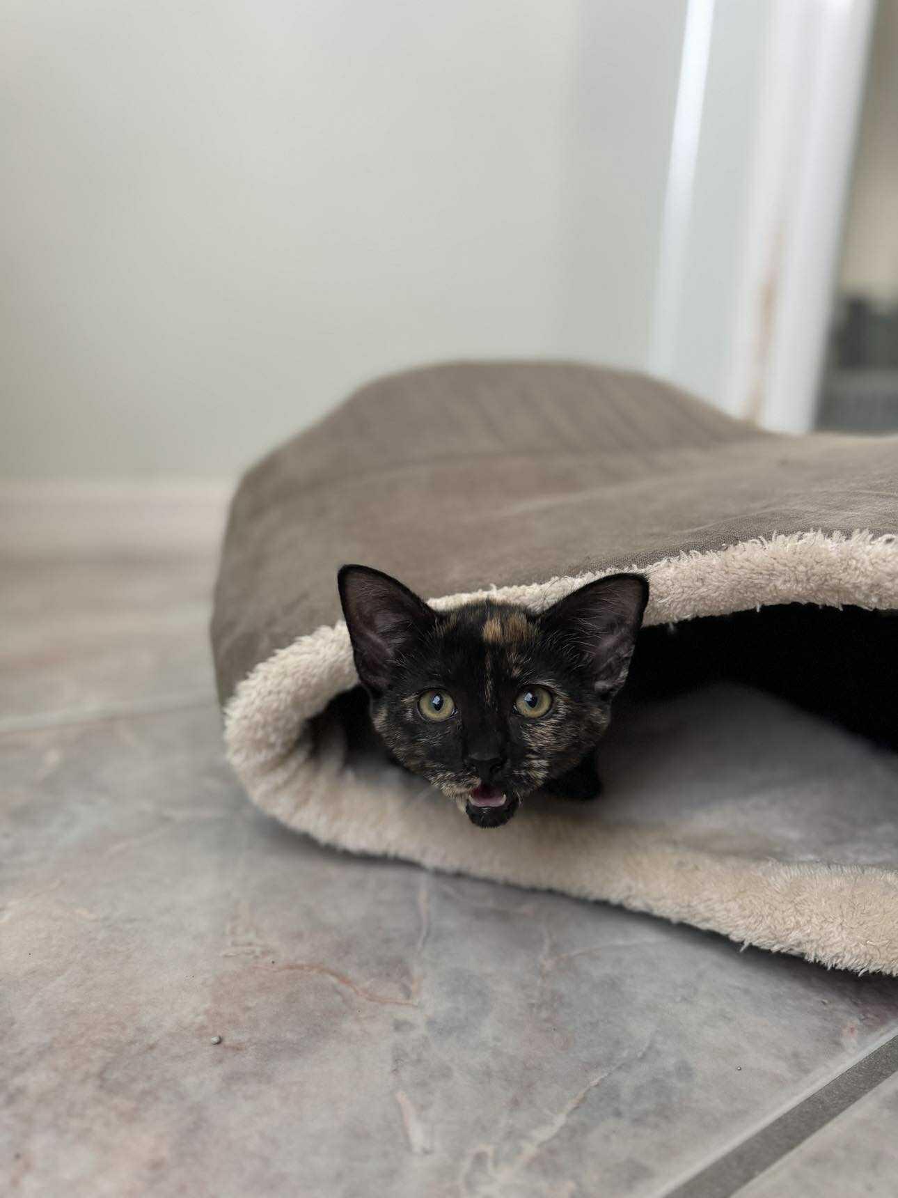 Jenga, a Adoptable Domestic Short Hair in Myakka City, FL image 6/6