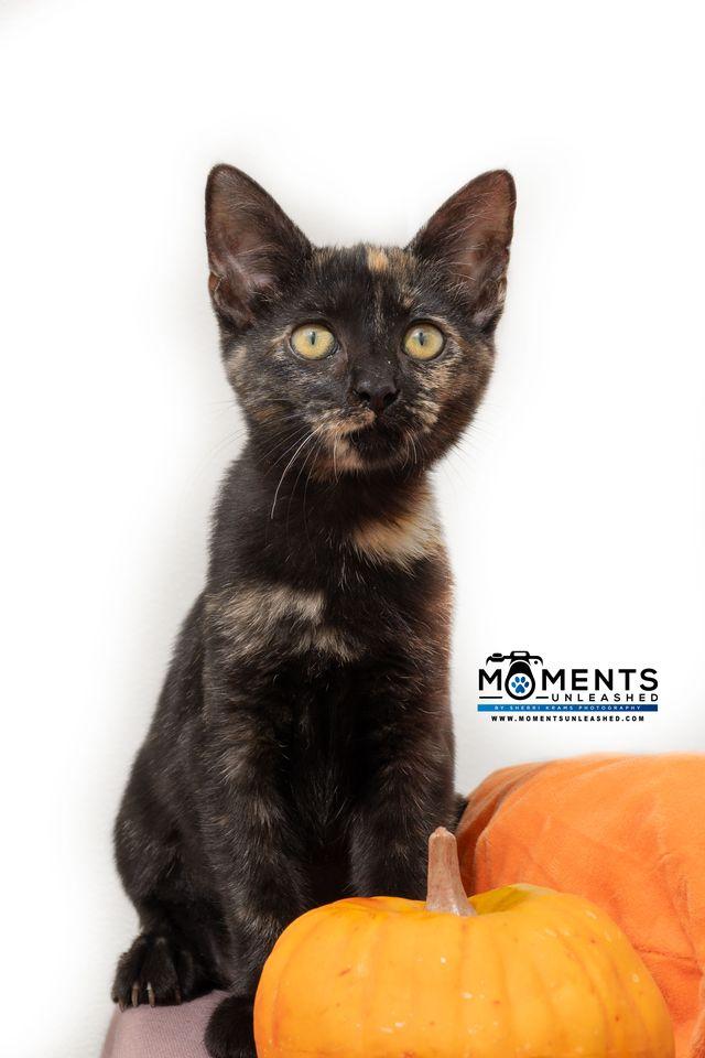 Jenga, a Adoptable Domestic Short Hair in Myakka City, FL image 2/6