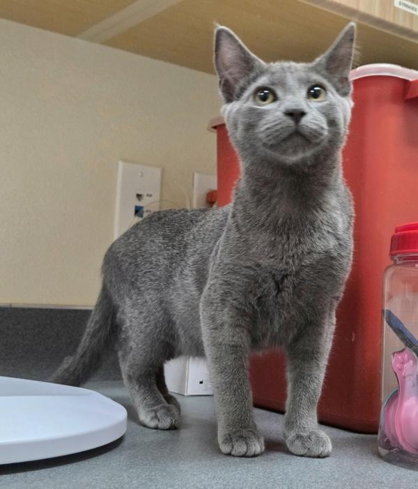 Kiana, Adoptable, Kitten Female Domestic Short Hair.
