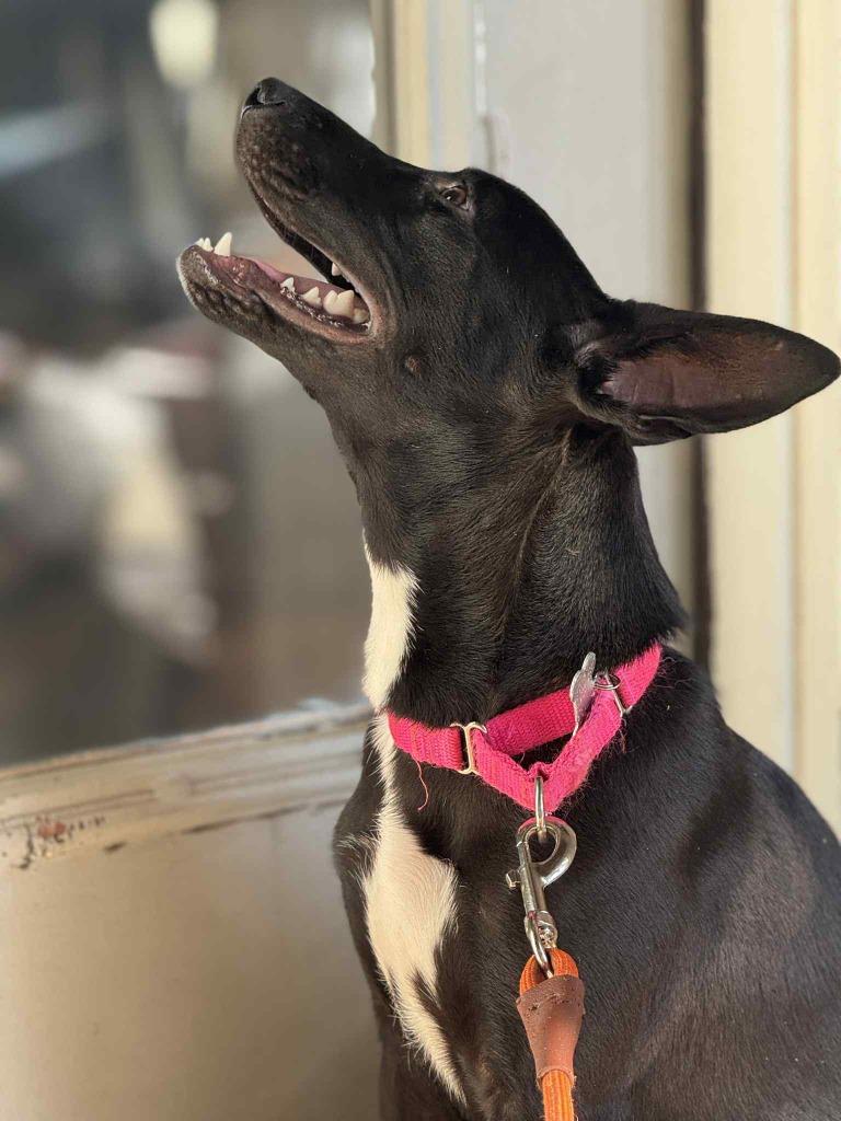 Enlarge Lennie, a Adoptable mixed breed in Raleigh, NC image 1/6