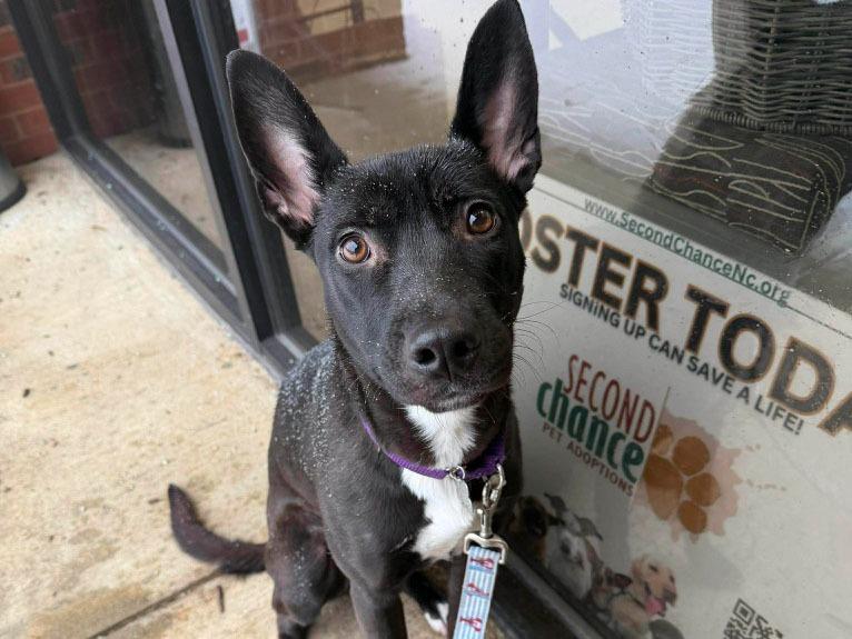 Enlarge Lennie, a Adoptable mixed breed in Raleigh, NC image 2/6