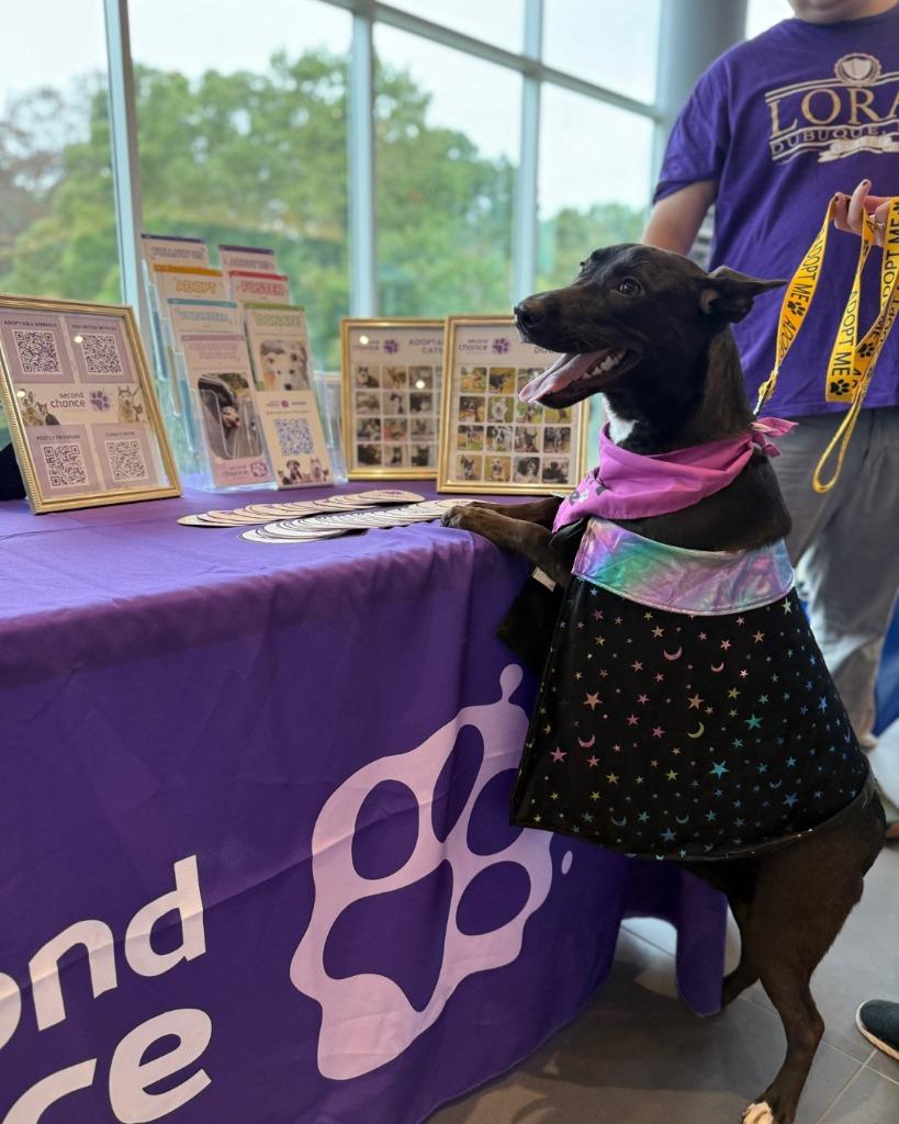 Enlarge Lennie, a Adoptable mixed breed in Raleigh, NC image 5/6