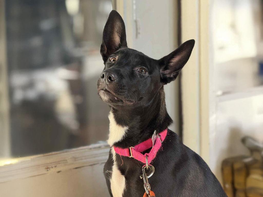 Enlarge Lennie, a Adoptable mixed breed in Raleigh, NC image 6/6