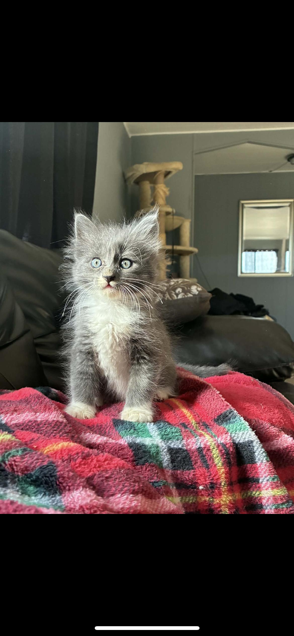 Enlarge Paisley, a ADOPTABLE Domestic Long Hair in Palmdale, CA image 1/1