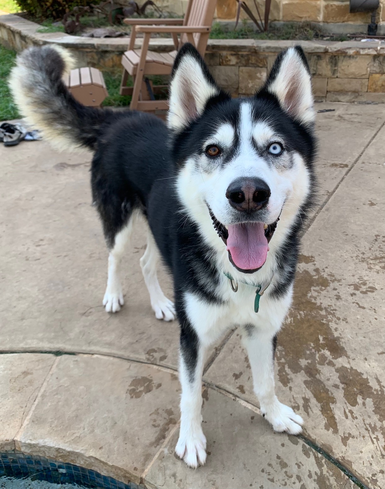 Dog for adoption BOSCO, a Siberian Husky in Rocky Point, NY Petfinder