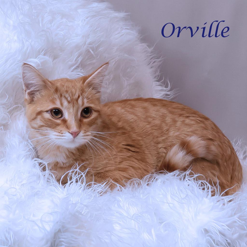 Enlarge Orville C25-324, a Adoptable Domestic Short Hair in Lebanon, TN image 1/4