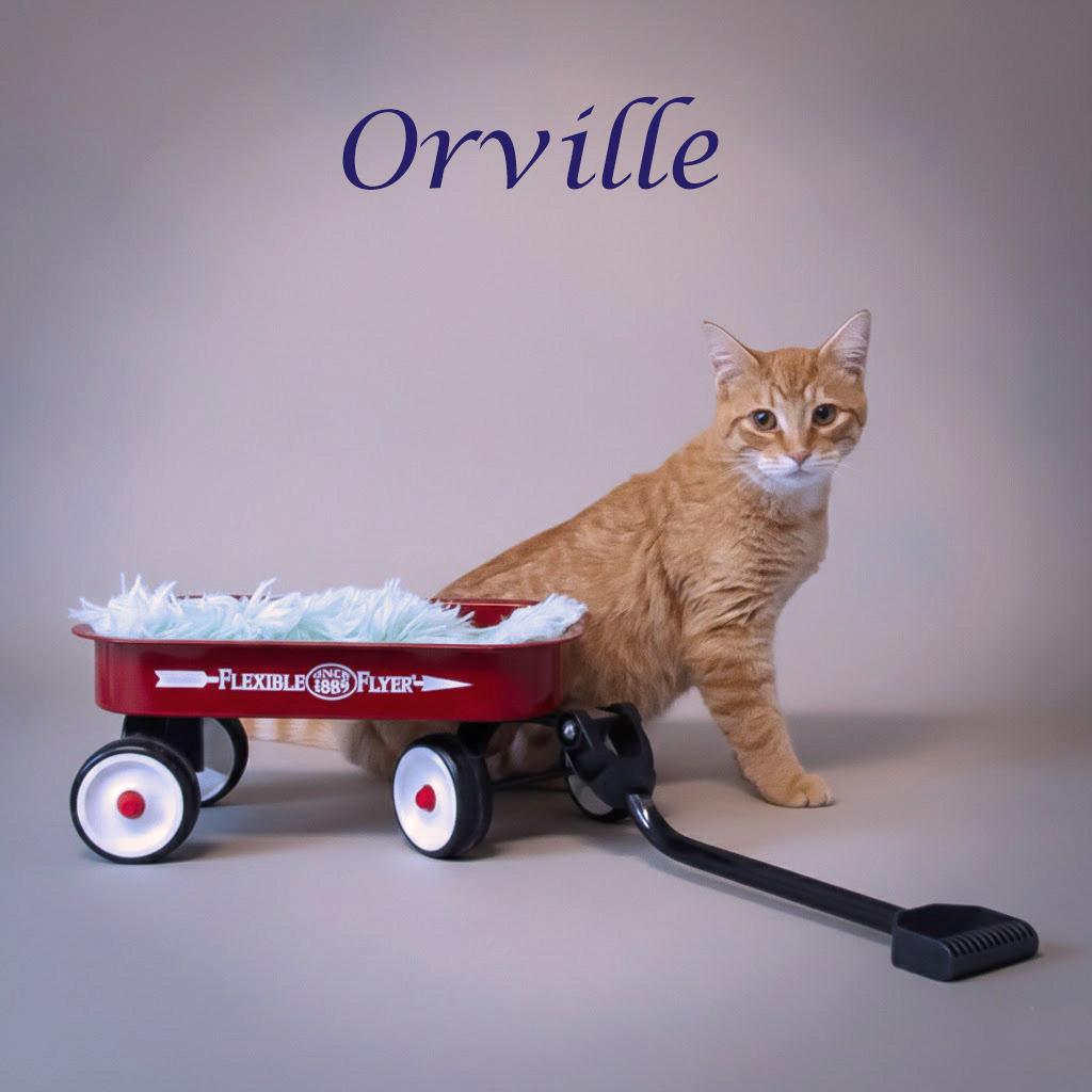 Enlarge Orville C25-324, a Adoptable Domestic Short Hair in Lebanon, TN image 2/4