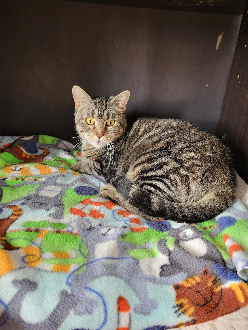 Tippy, Adoptable, Adult Female Domestic Short Hair & Tabby.