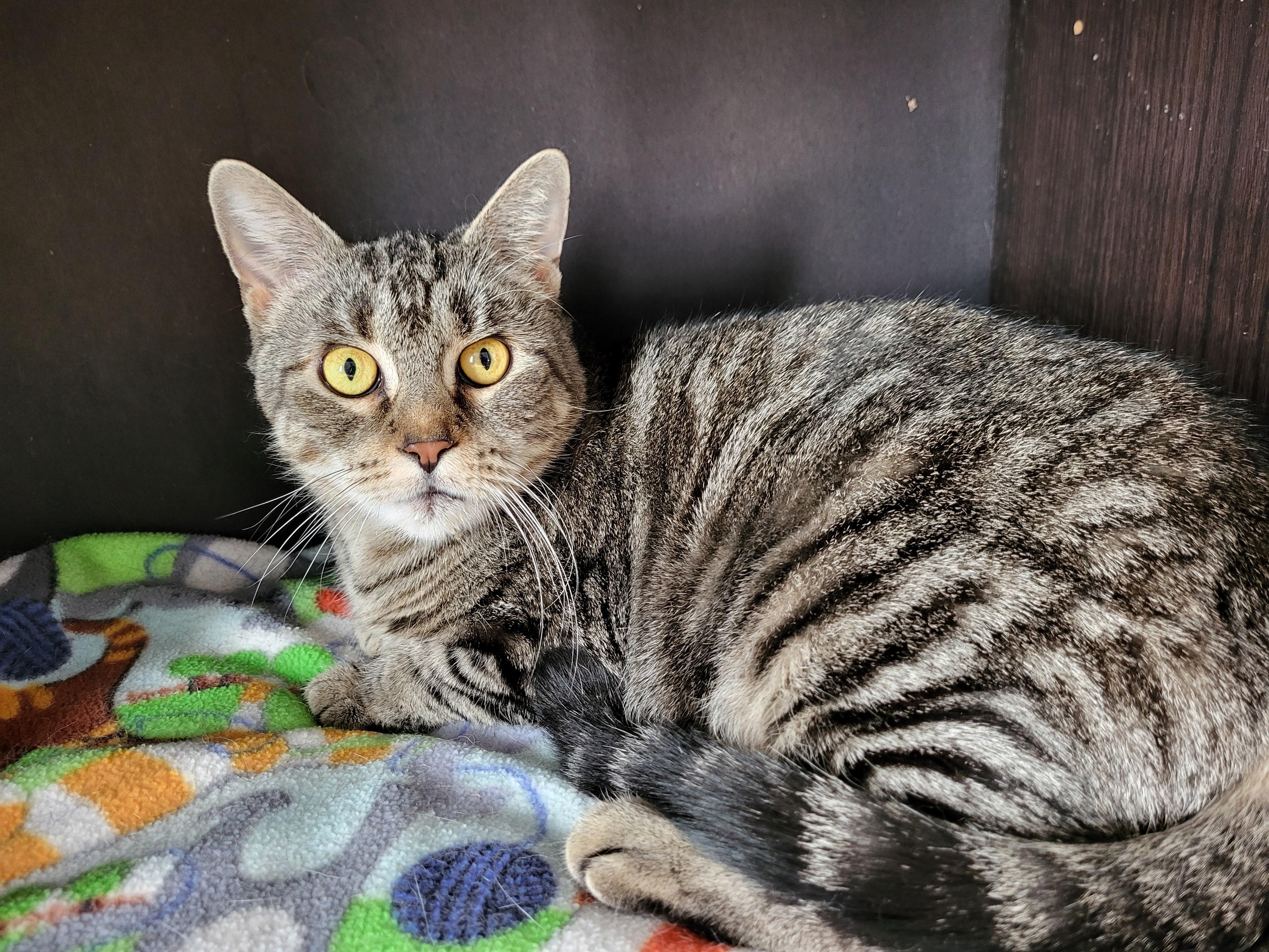 Tippy, a Adoptable mixed breed in Allentown, PA image 3/3