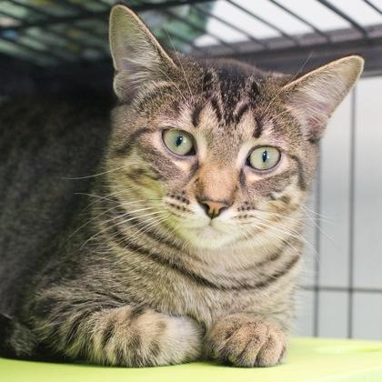 Hermosa (bonded with Noche), Adoptable, Kitten Female Domestic Short Hair & Domestic Short Hair.