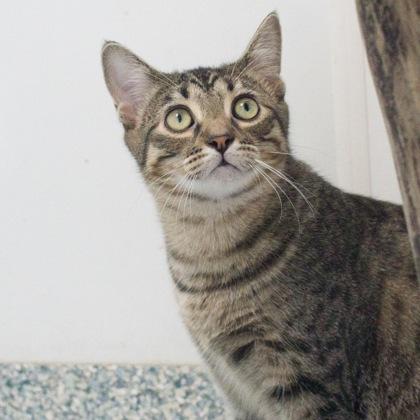 Hermosa (bonded with Noche), a Adoptable mixed breed in Verona, WI image 2/3
