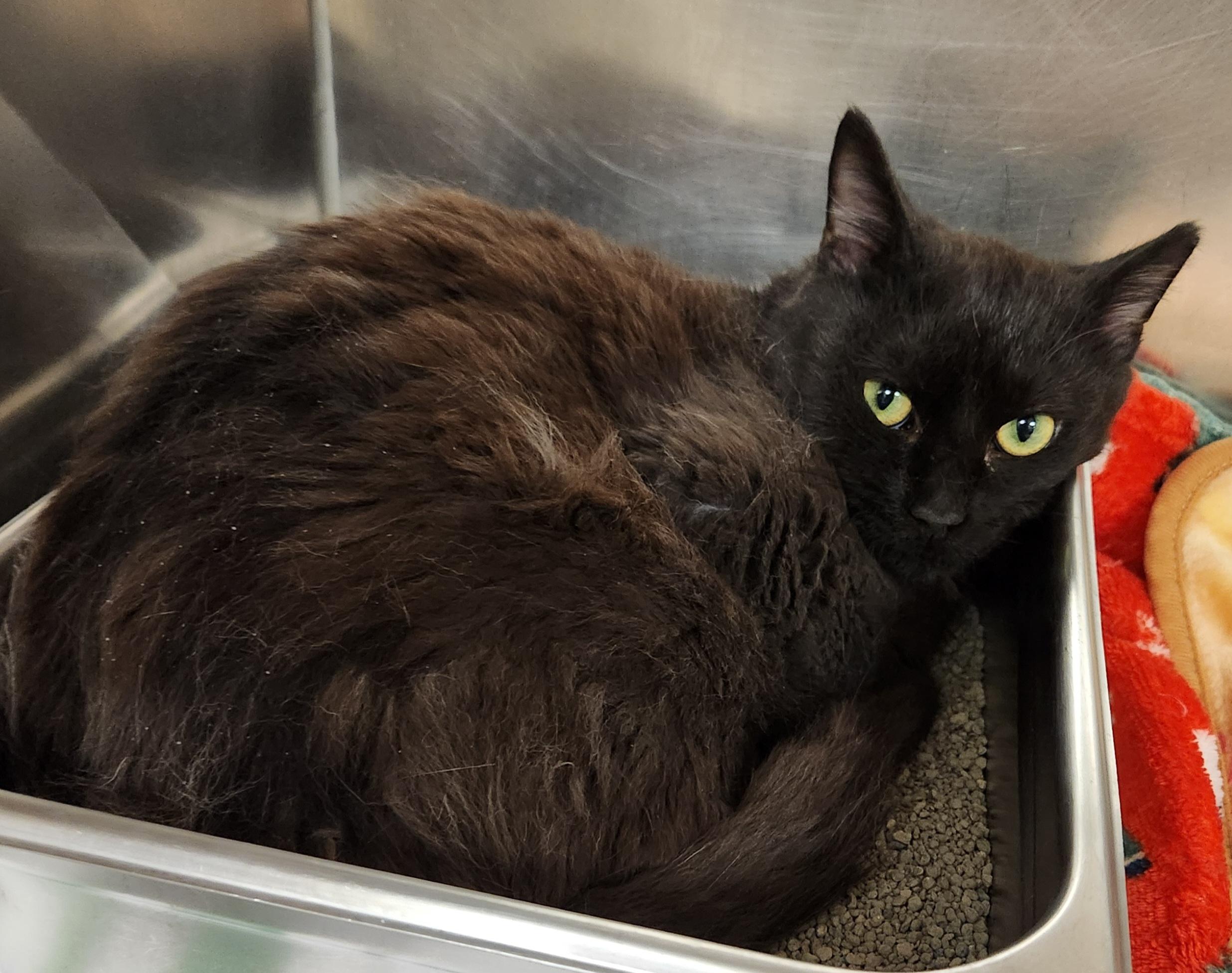 Enlarge Volcano, a ADOPTABLE Domestic Short Hair in Clayton, NJ image 1/1