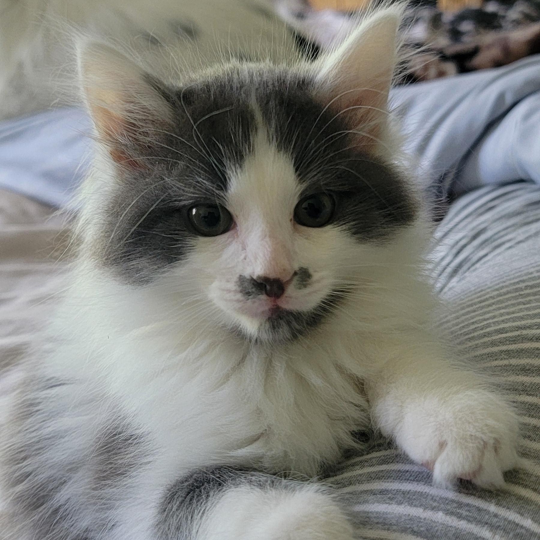 Alfee, an adoptable Domestic Long Hair in Wyandotte, MI image 2/6