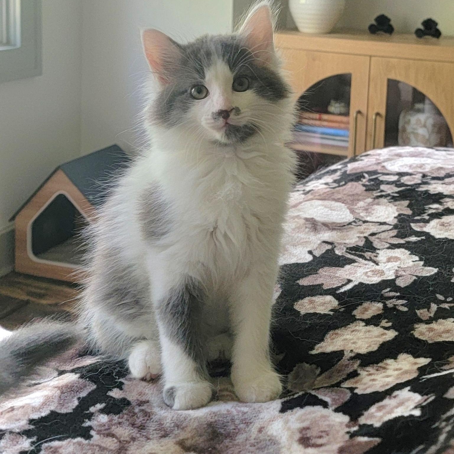 Alfee, adoptable, Kitten Male Domestic Long Hair.