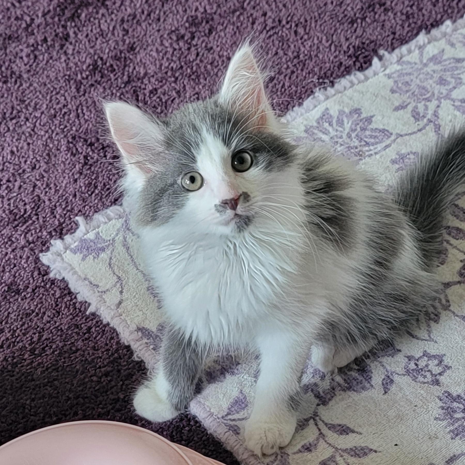 Alfee, an adoptable Domestic Long Hair in Wyandotte, MI image 6/6