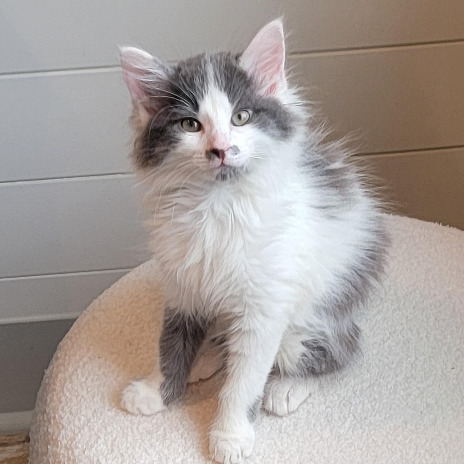 Alfee, an adoptable Domestic Long Hair in Wyandotte, MI image 4/6