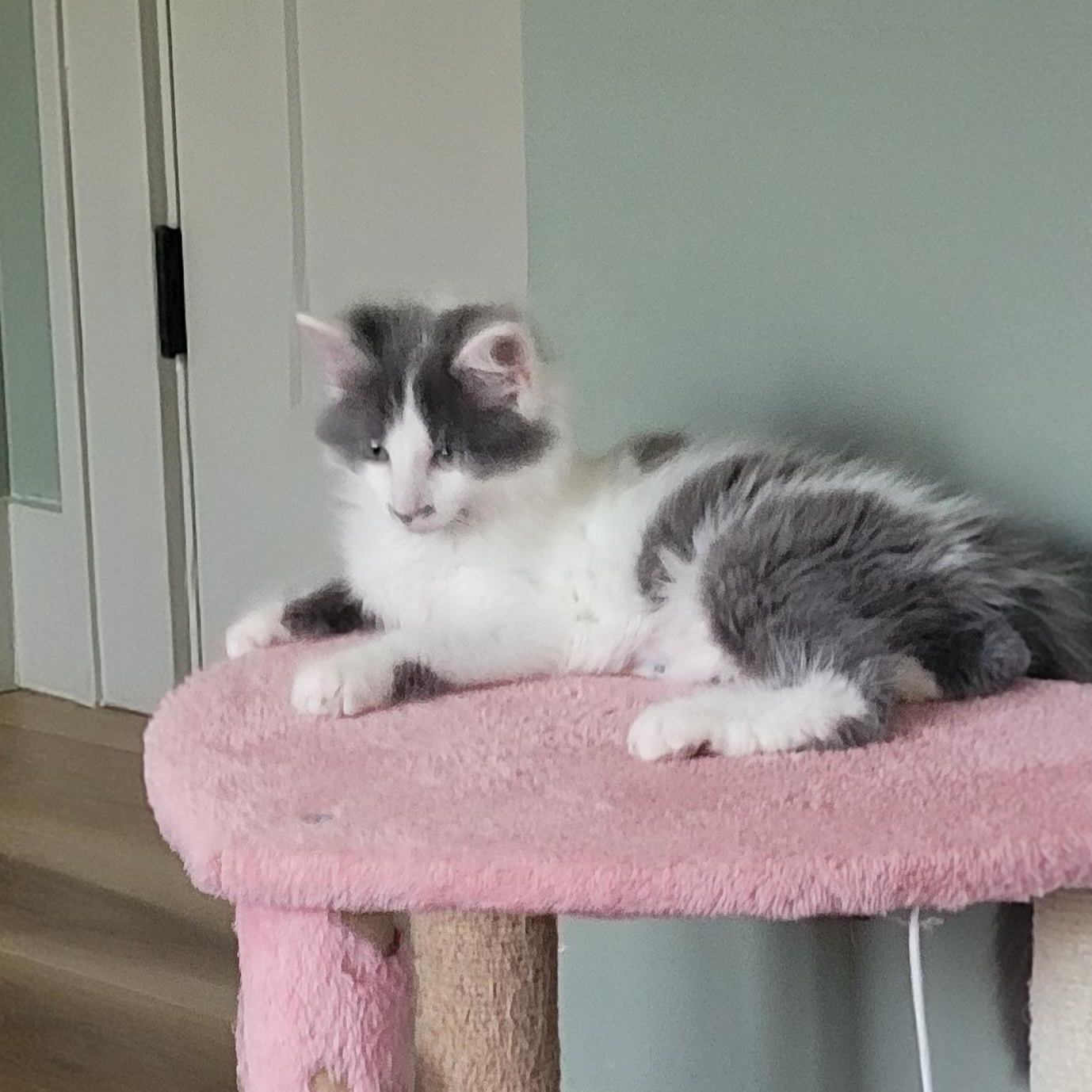 Alfee, an adoptable Domestic Long Hair in Wyandotte, MI image 3/6
