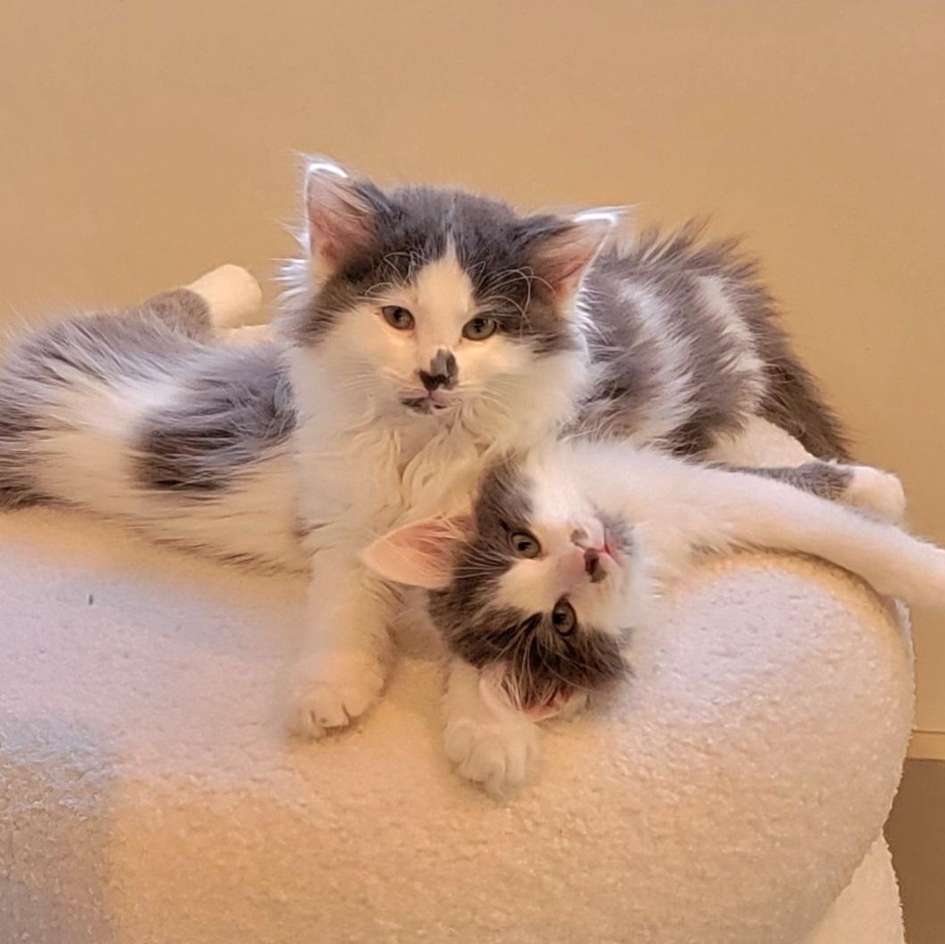 Alfee, an adoptable Domestic Long Hair in Wyandotte, MI image 5/6