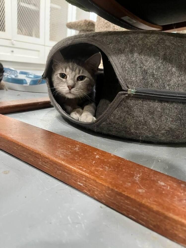 Dipsy, Adoptable, Young Male Domestic Short Hair.