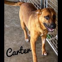 Carter, a Adoptable mixed breed in Port Lavaca, TX image 5/6