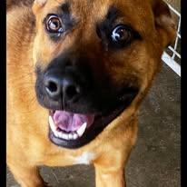 Carter, Adoptable, Young Male Belgian Shepherd / Malinois.