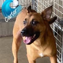 Carter, a Adoptable mixed breed in Port Lavaca, TX image 6/6