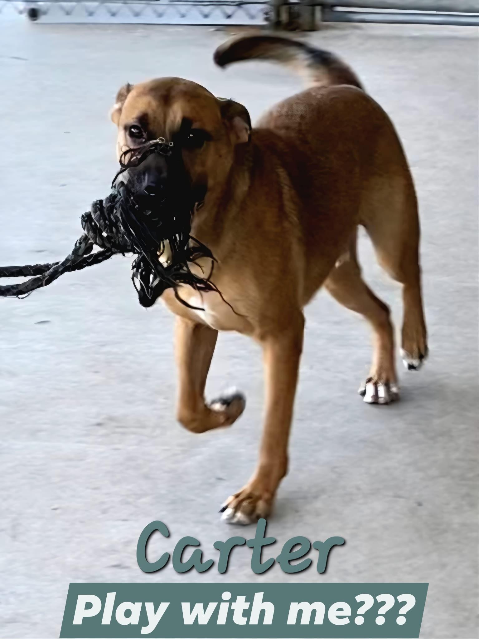 Carter, a Adoptable mixed breed in Port Lavaca, TX image 2/6