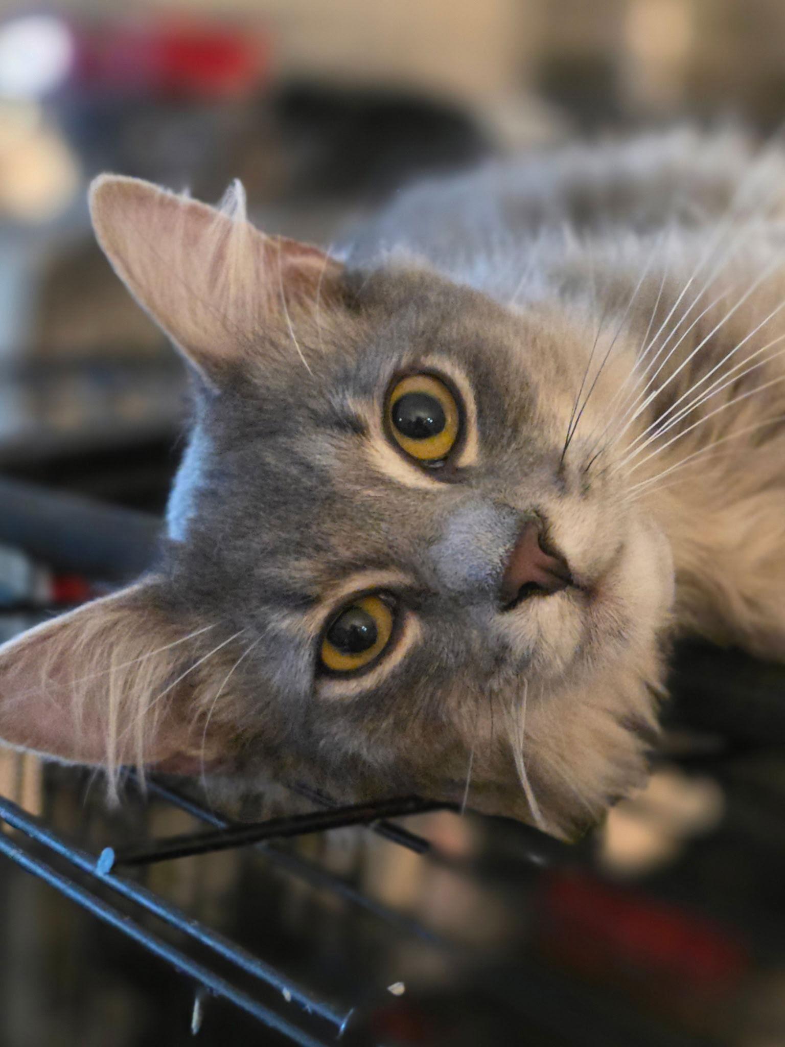 River ( MC), Adoptable, Adult Male Tabby & Domestic Medium Hair.