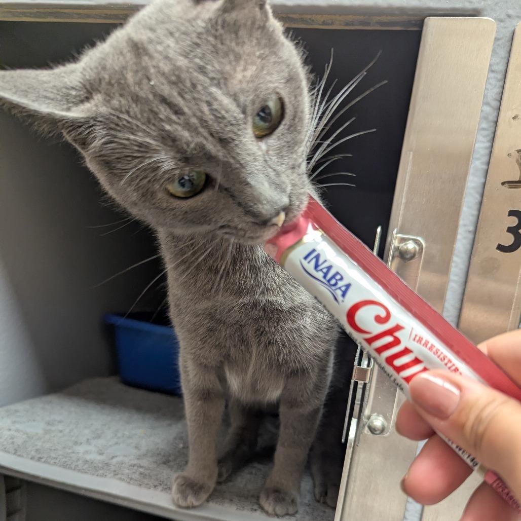 Osha, Adoptable, Adult Female Domestic Short Hair.