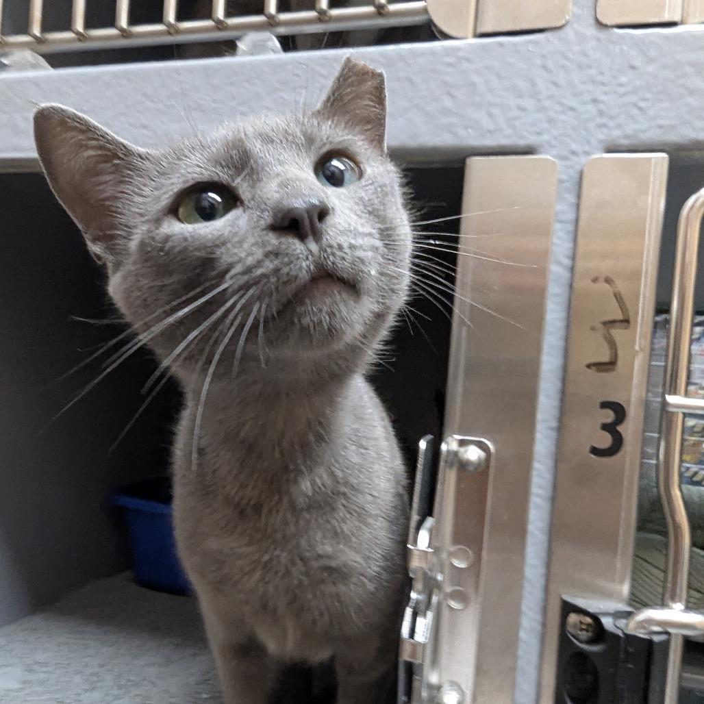 Enlarge Osha, a Adoptable Domestic Short Hair in Hendersonville, NC image 2/2