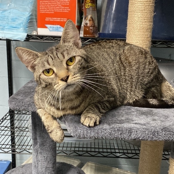 Enlarge Alexis, a Adoptable mixed breed in New Martinsville, WV image 1/1