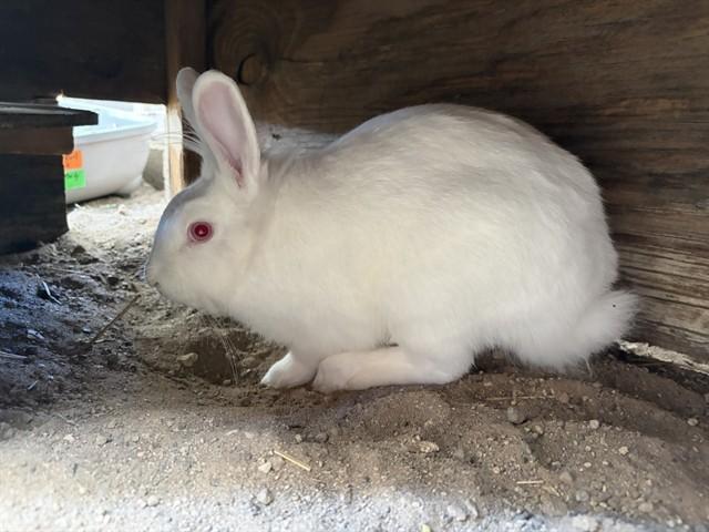 PEARL, Adoptable, Baby Female Bunny Rabbit.