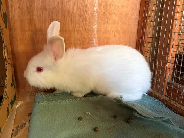 PEARL, Adoptable, Baby Female Bunny Rabbit.