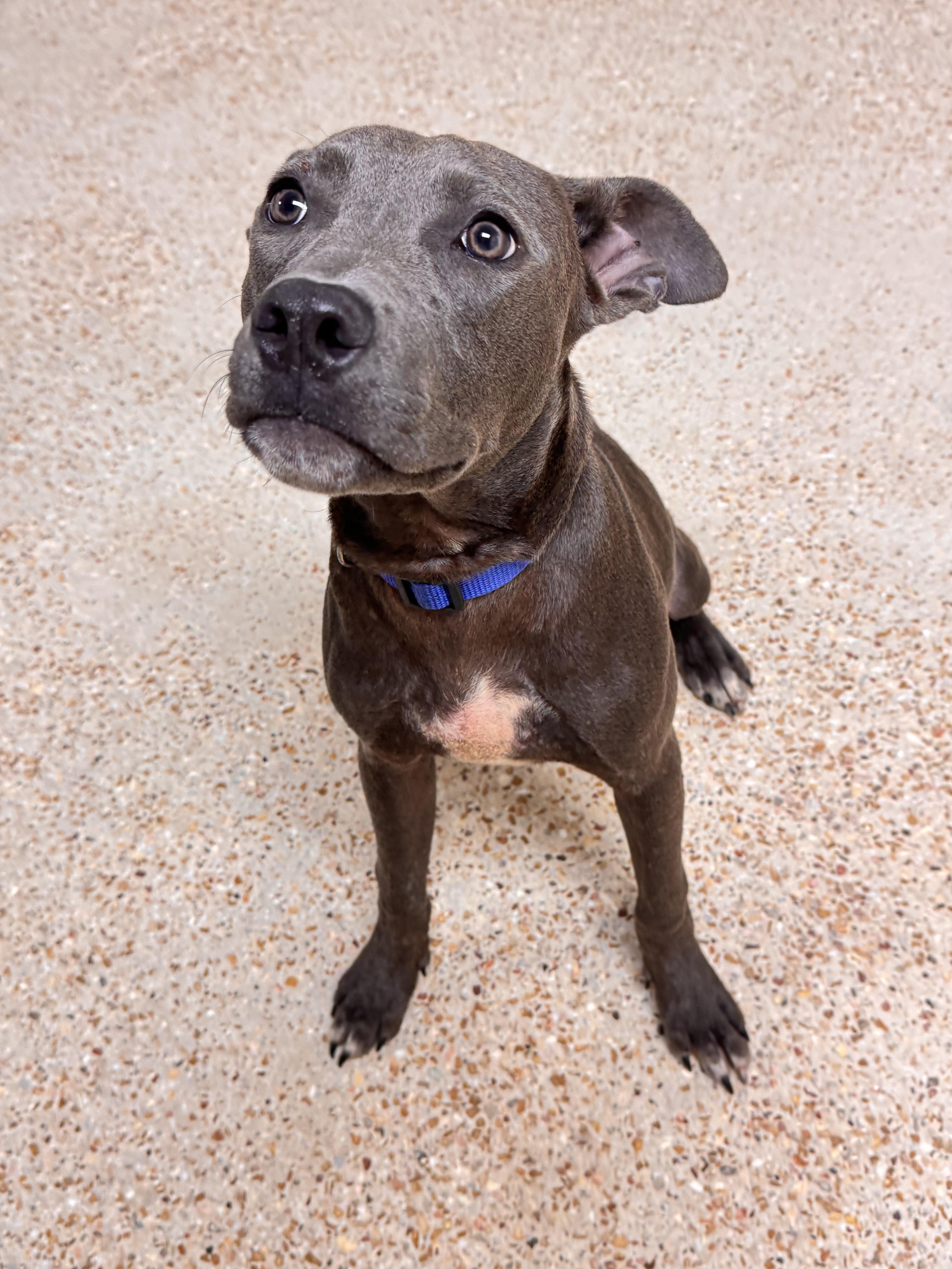 Dart, Adoptable, Young Male Bull Terrier.