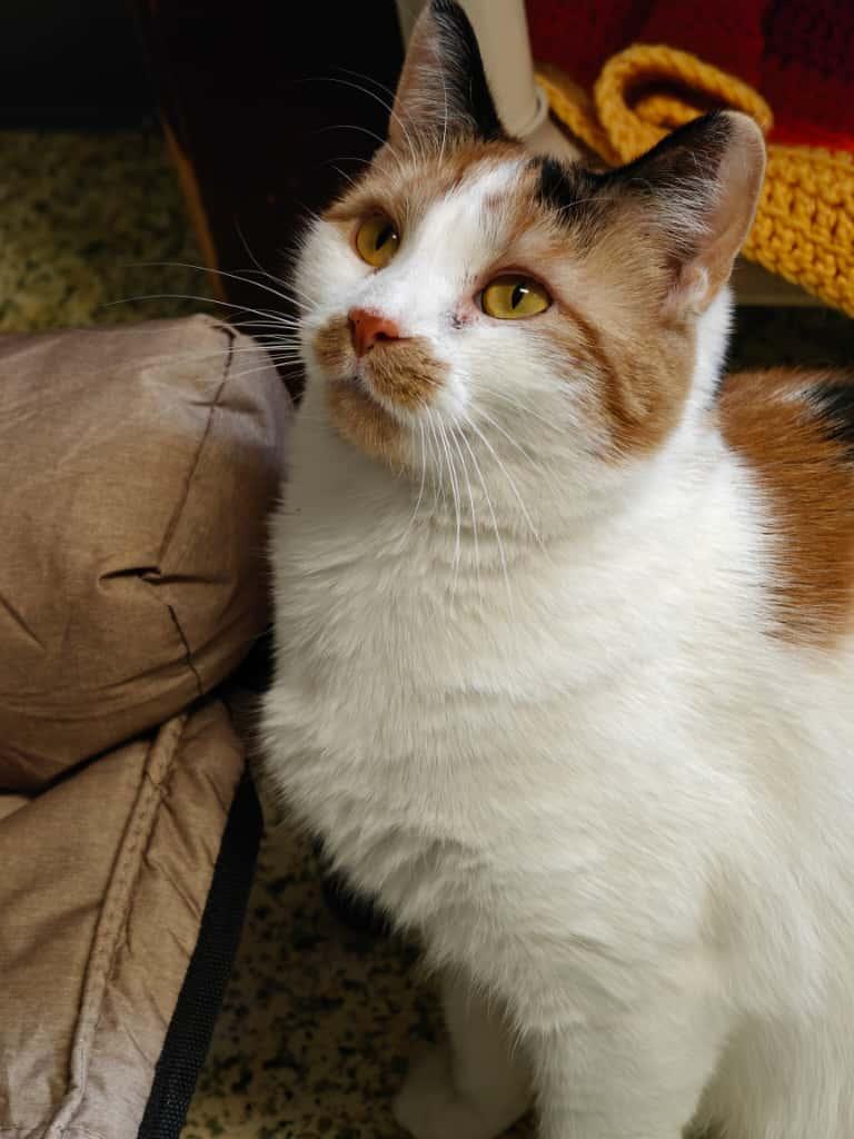 Ginger Myst, a Adoptable Domestic Short Hair in New Britain, CT image 1/6