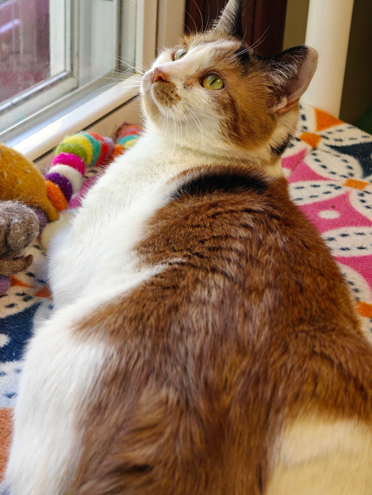 Ginger Myst, a Adoptable Domestic Short Hair in New Britain, CT image 2/6