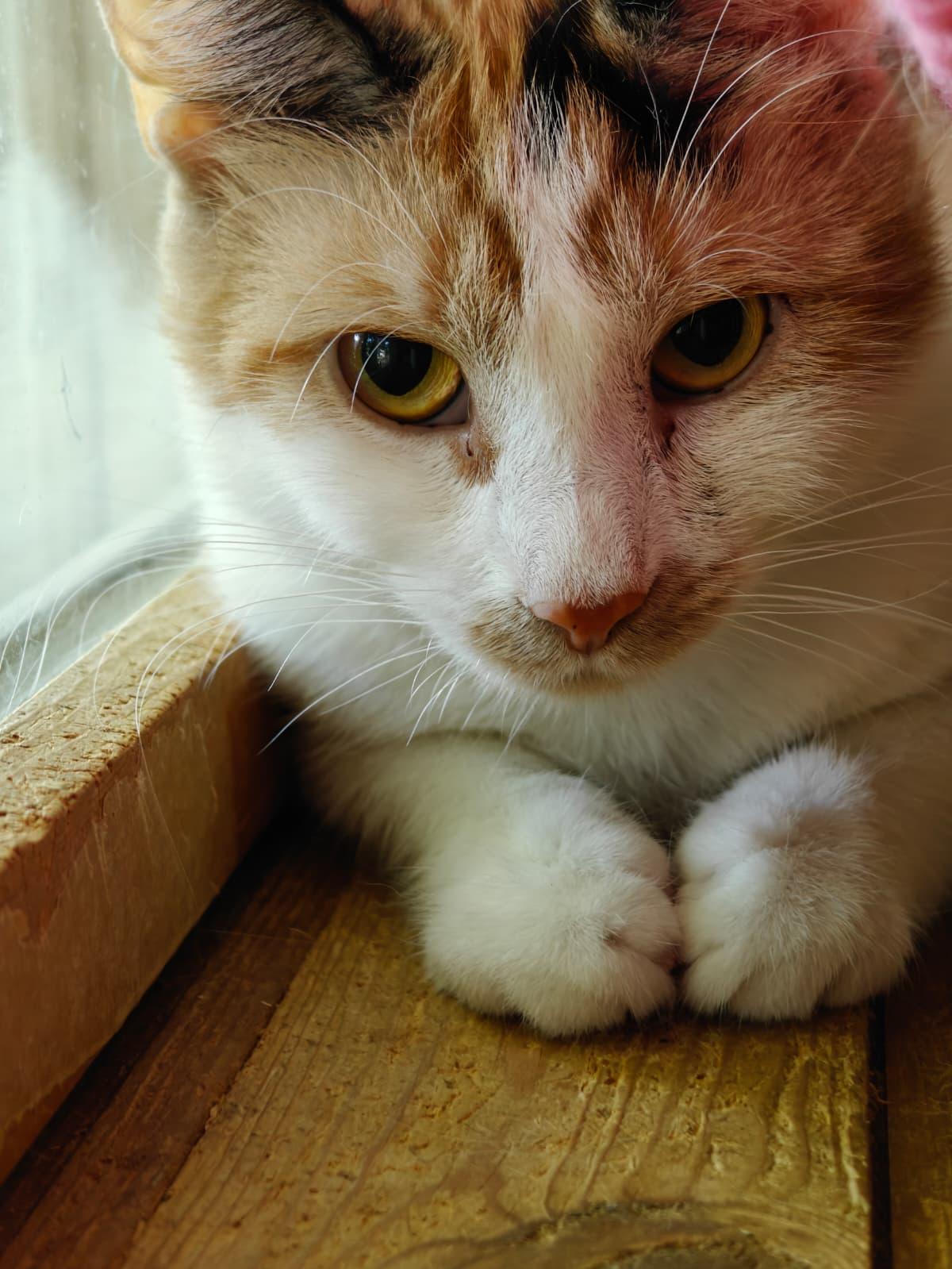 Ginger Myst, a Adoptable Domestic Short Hair in New Britain, CT image 3/6