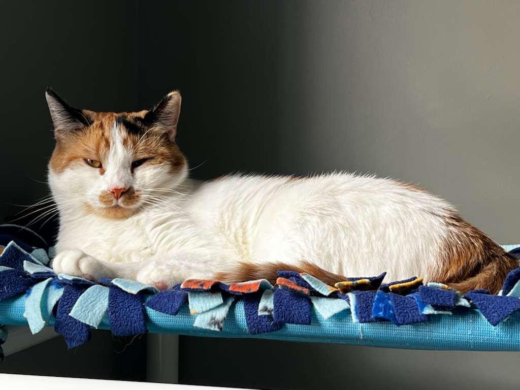 Ginger Myst, a Adoptable Domestic Short Hair in New Britain, CT image 4/6