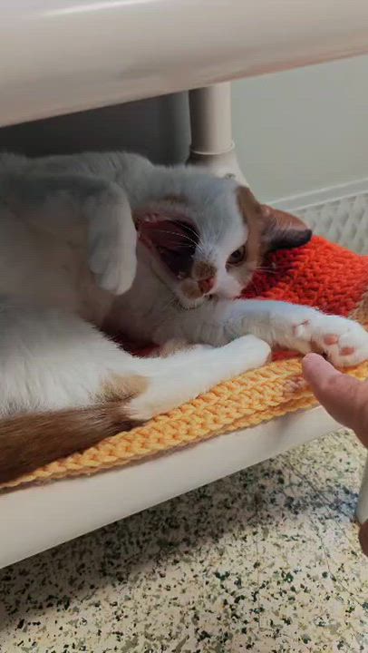 Enlarge Ginger Myst, a Adoptable Domestic Short Hair in New Britain, CT video 6/6