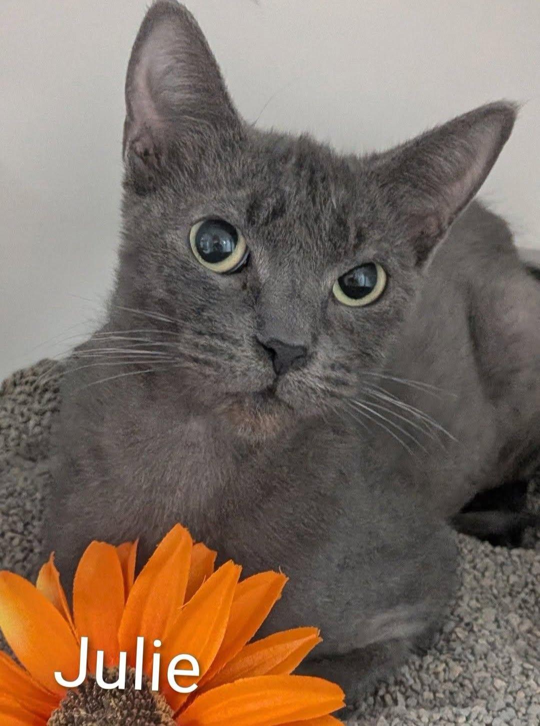 Enlarge Julie, a ADOPTABLE Domestic Short Hair in Flint, MI image 1/1