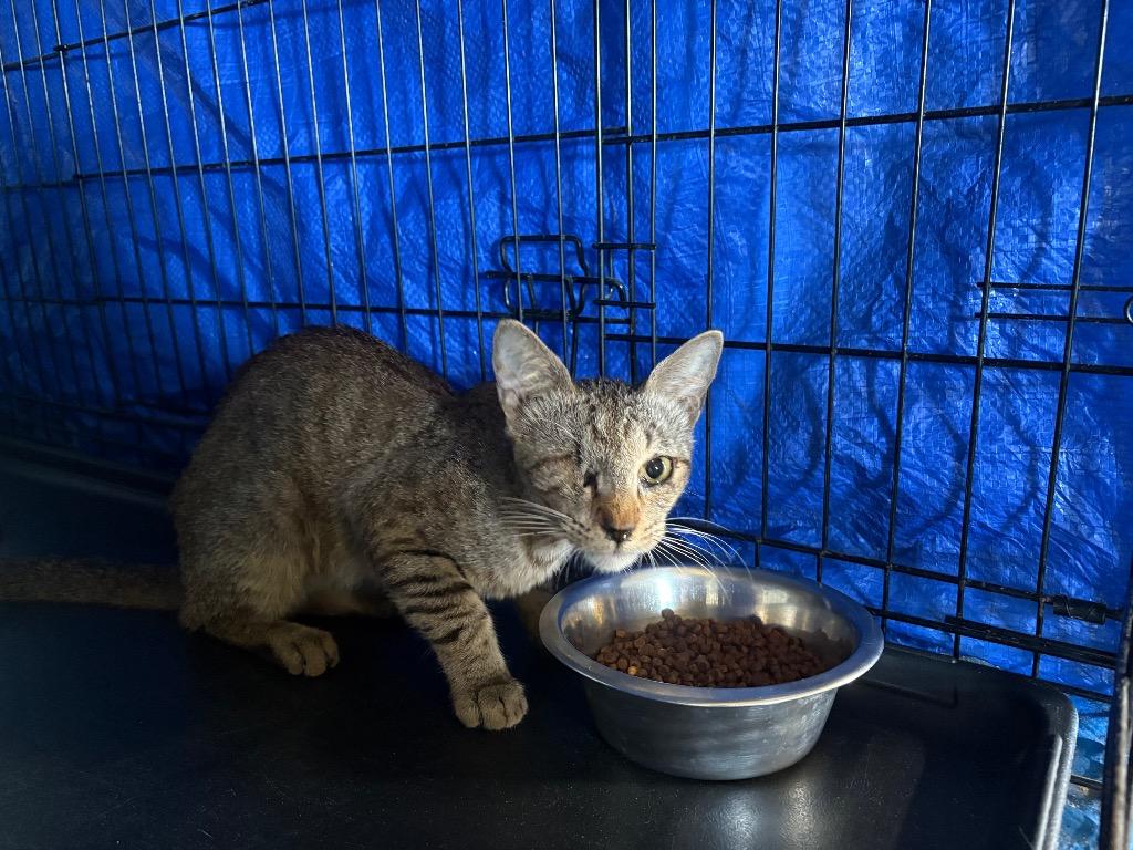 Pirate, a Adopted mixed breed in Wauchula, FL image 1/2