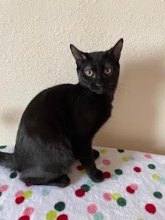 Takoda, Adoptable, Kitten Male Domestic Short Hair & Domestic Short Hair.