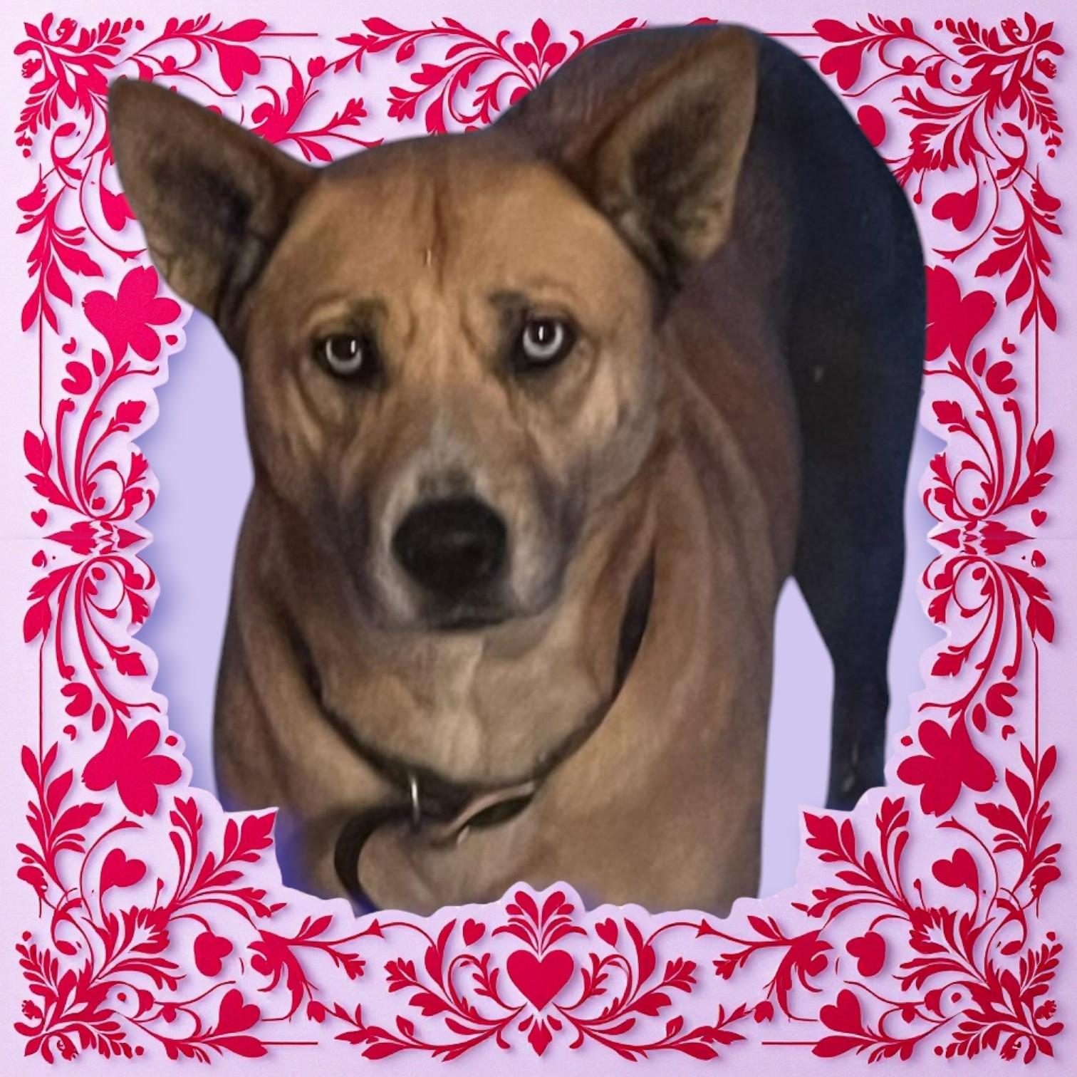 Enlarge Bonnie Blue, a Adoptable mixed breed in Mountain City, TN image 1/1